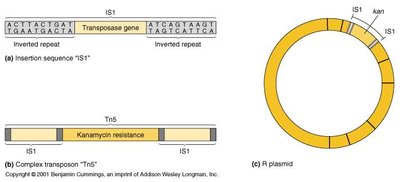 Transposon structure and R plasmid