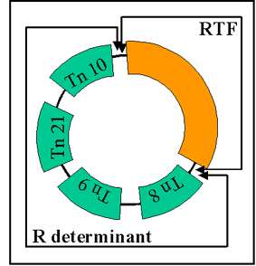 Transposons and R-plasmids diagram