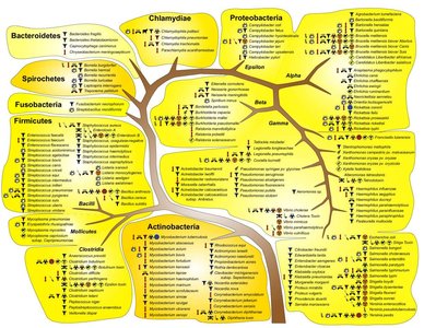 Bacterial phylogenetic tree