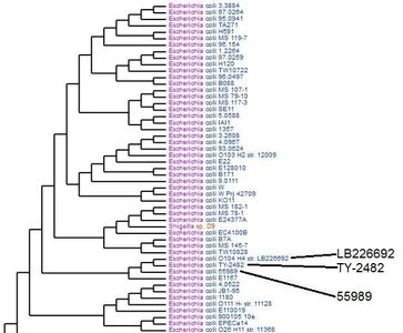 Phylogenetic tree of Escherichia coli strains