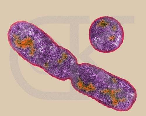 Bacterial cell division and mutation