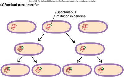 Vertical gene transfer diagram