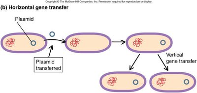 Horizontal gene transfer diagram
