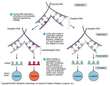 DNA replication and mutation types