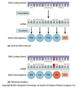 Missense mutation diagram