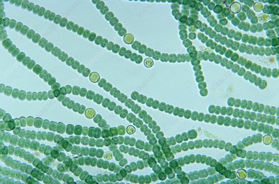 Filamentous cyanobacteria with heterocysts