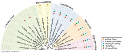 Phylogenetic tree of cyanobacteria morphological groups