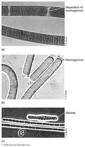 Hormogonia and akinetes in cyanobacteria