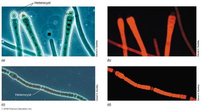 Heterocysts in cyanobacteria