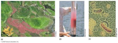 Purple phototrophic bacteria in natural environments