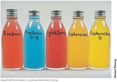 Liquid cultures of phototrophic purple bacteria