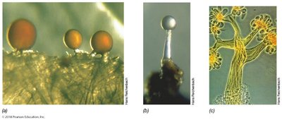 Myxobacteria fruiting bodies