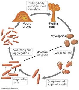 Myxobacteria life cycle diagram