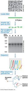 Workflow of 16S rRNA gene analysis: isolation, PCR, gel, sequencing, alignment, phylogenetic tree