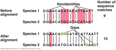 Sequence alignment before and after, showing gaps and matches