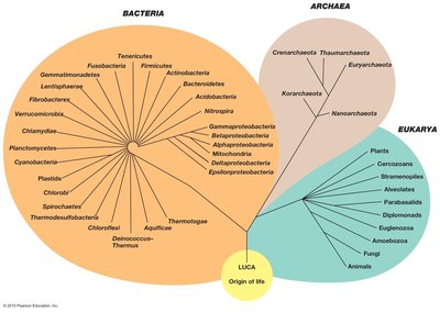 Universal phylogenetic tree based on SSU rRNA genes