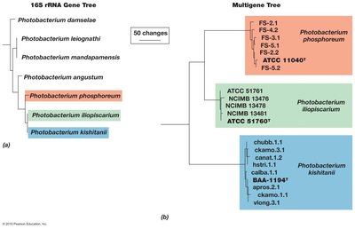Comparison of 16S rRNA gene tree and multigene tree