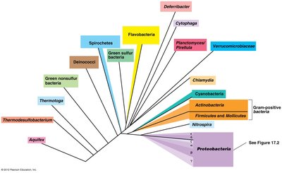 Phylogenetic tree showing major bacterial lineages