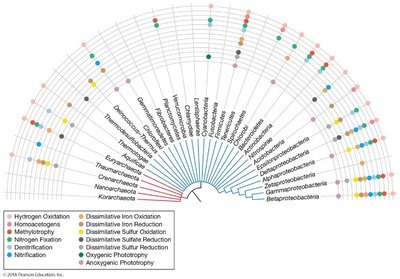 Functional traits mapped onto phylogenetic tree