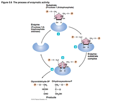 Induced fit model of enzyme action