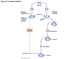 Feedback inhibition pathway