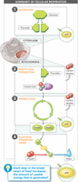Aerobic respiration pathway overview