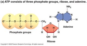 ATP structure: phosphate groups, ribose, adenine