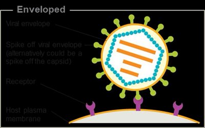 Attachment of enveloped virus
