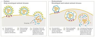 Fusion and endocytosis entry mechanisms