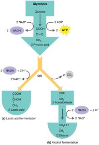 Types of fermentation: lactic acid and alcohol