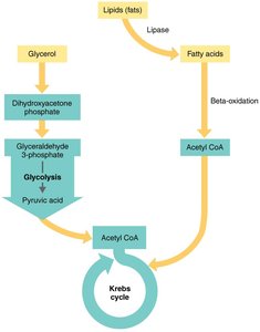 Lipid catabolism pathway