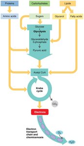 Catabolism of various organic molecules