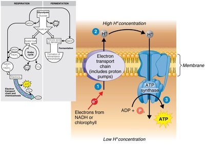 Chemiosmosis and ATP synthesis
