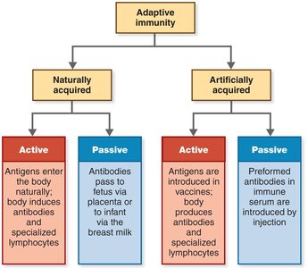 Dual nature of adaptive immune system: humoral vs cellular
