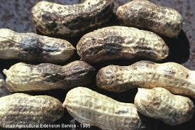 Peanuts contaminated with aflatoxin