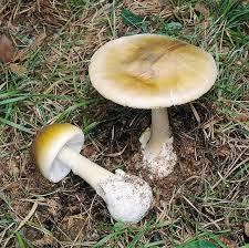 Amanita phalloides (death cap mushroom)