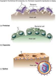 Bacterial adhesion mechanisms: fimbriae, capsules, spikes