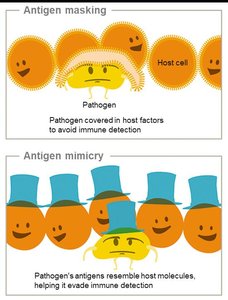 Antigen masking and mimicry cartoon