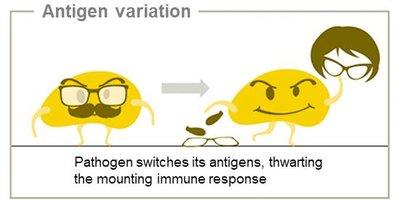 Antigenic variation cartoon