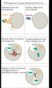 Pathogen strategies to escape phagocytosis