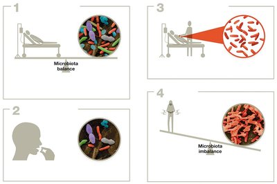 Sequence of microbiota disruption and C. difficile overgrowth