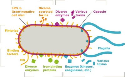 Diagram of bacterial virulence factors