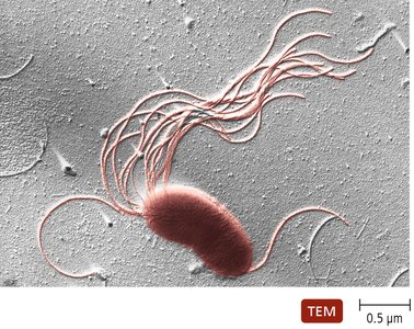 Gammaproteobacteria under the microscope