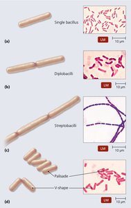 Bacilli arrangements