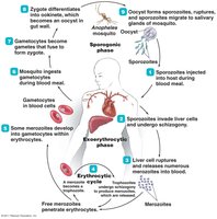 Plasmodium (malaria) life cycle