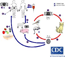 Toxoplasma gondii life cycle