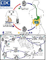 Cryptosporidium life cycle