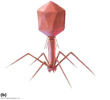 Bacteriophage structure