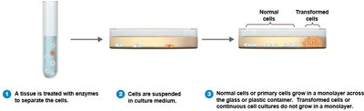 Cell cultures