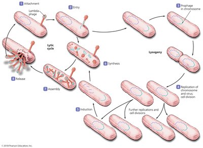 Lysogenic replication cycle in bacteriophages